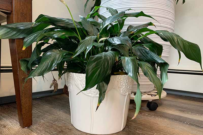 A close up horizontal image of a potted Spathiphyllum growing indoors set on a wooden floor.