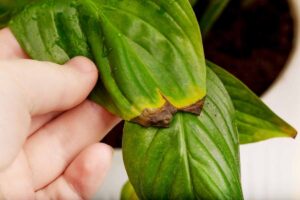 A close up horizontal image of a hand from the left of the frame holding a peace lily (Spathiphyllum) leaf that has started to go yellow and brown.