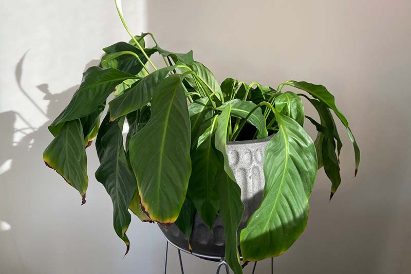 A close up horizontal image of a drooping peace lily (Spathiphyllum) plant growing in a gray pot pictured in light filtered sunshine.