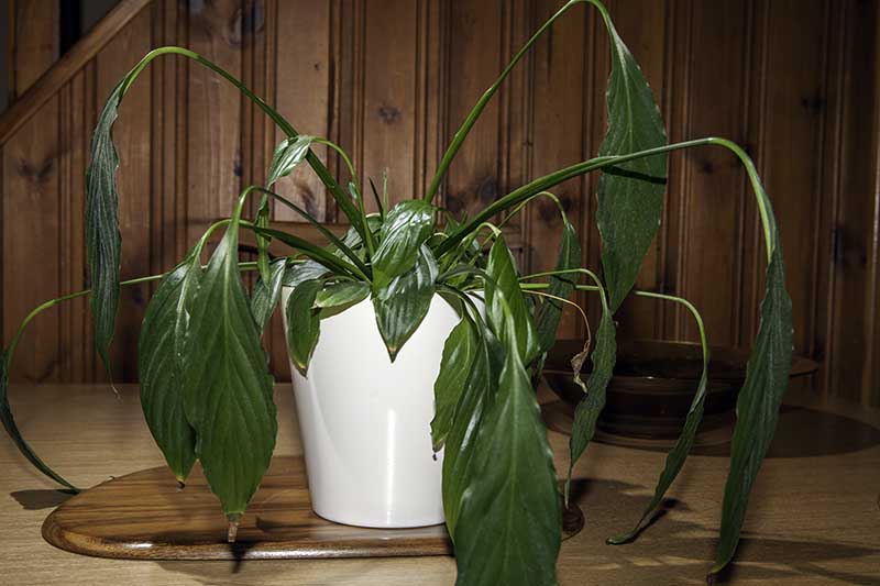 A close up horizontal image of a Spathiphyllum (peace lily) that has started to wilt through dehydration.