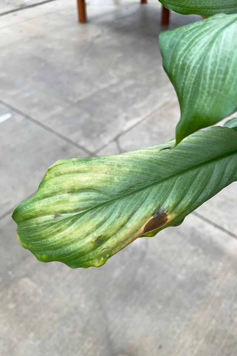 A close up vertical image of a Spathiphyllum (peace lily) leaf that is suffering from discoloration due to pest damage.
