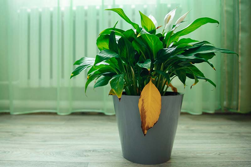 A close up horizontal image of a Spathiphyllum growing in a large gray pot with leaves that are turning yellow and brown.