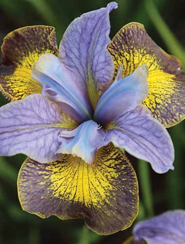 A close up vertical image of 'Peacock Butterfly Uncorked' iris flower growing in the garden.