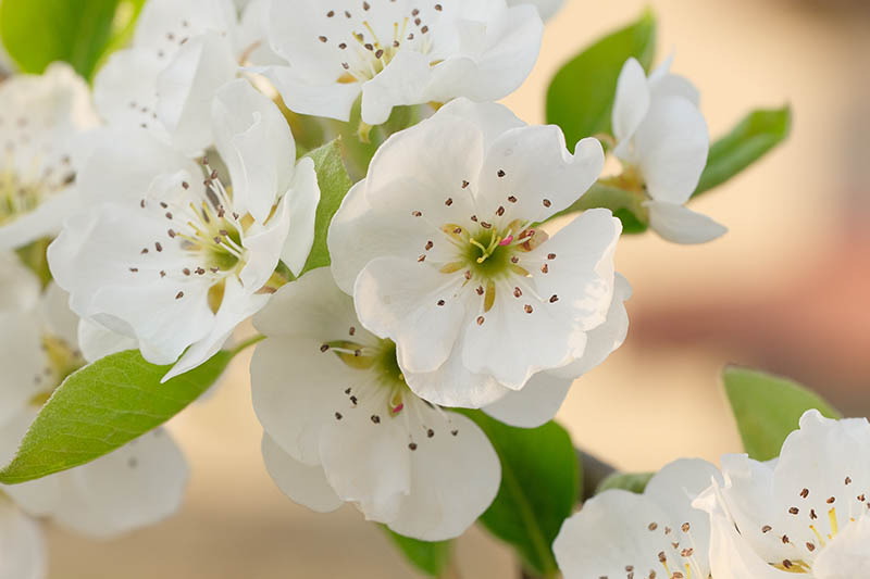 A close up horizontal image of white flowering pear blossoms pictured on a soft focus background.