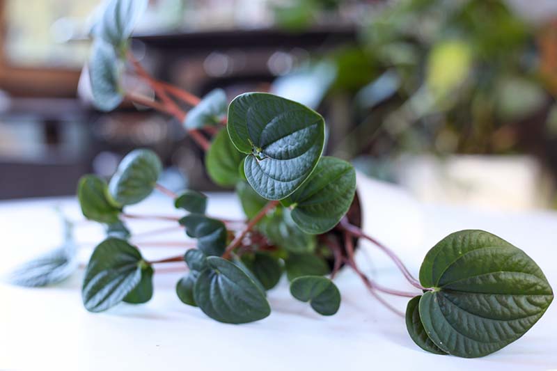 A close up horizontal image of a peperomia plant growing in a small pot pictured on a soft focus background.