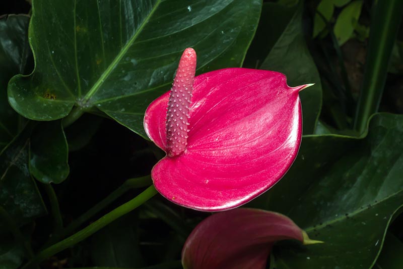 A close up horizontal image of an anthurium plant with a bright pink spathe and spadix.