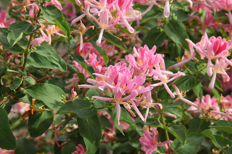 A close up horizontal image of pink honeysuckle flowers growing in the garden.