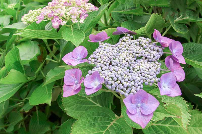A close up horizontal image of pink lacecap hydrangea flowers growing in the garden.