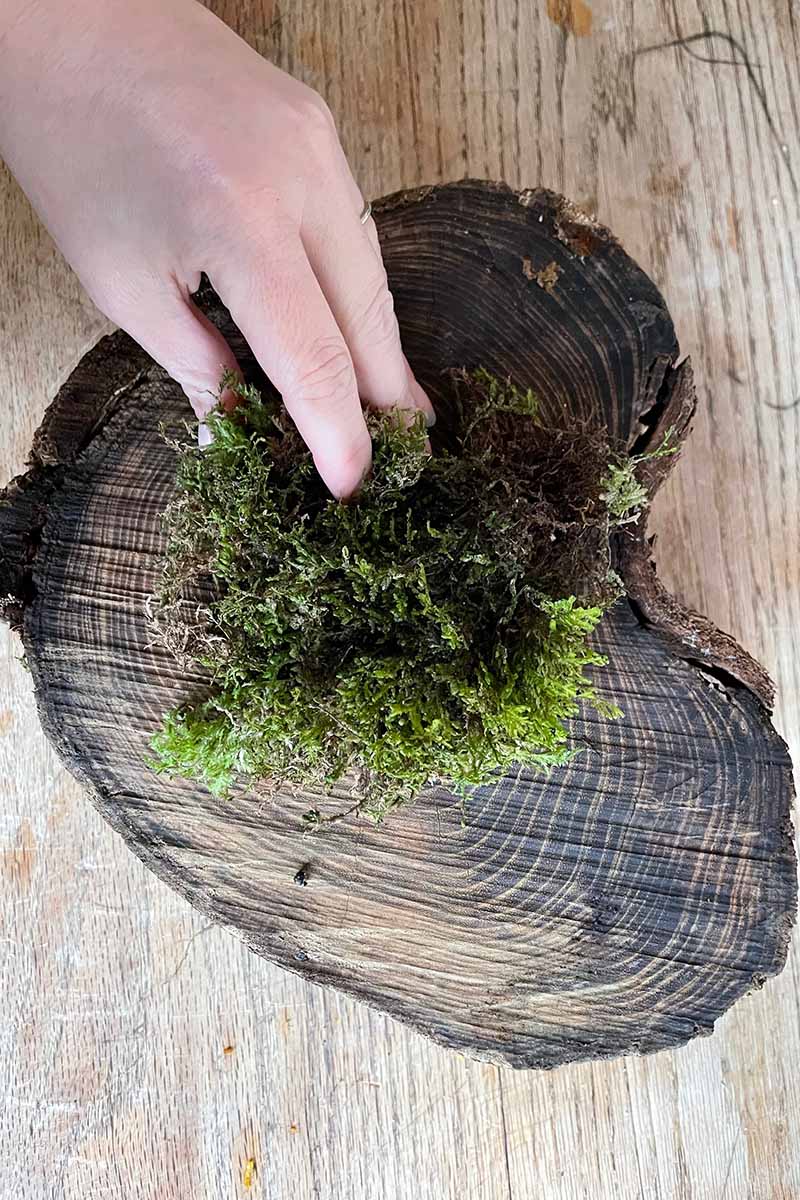 A close up horizontal image of a hand from the left of the frame placing moss on a cut stump of wood.