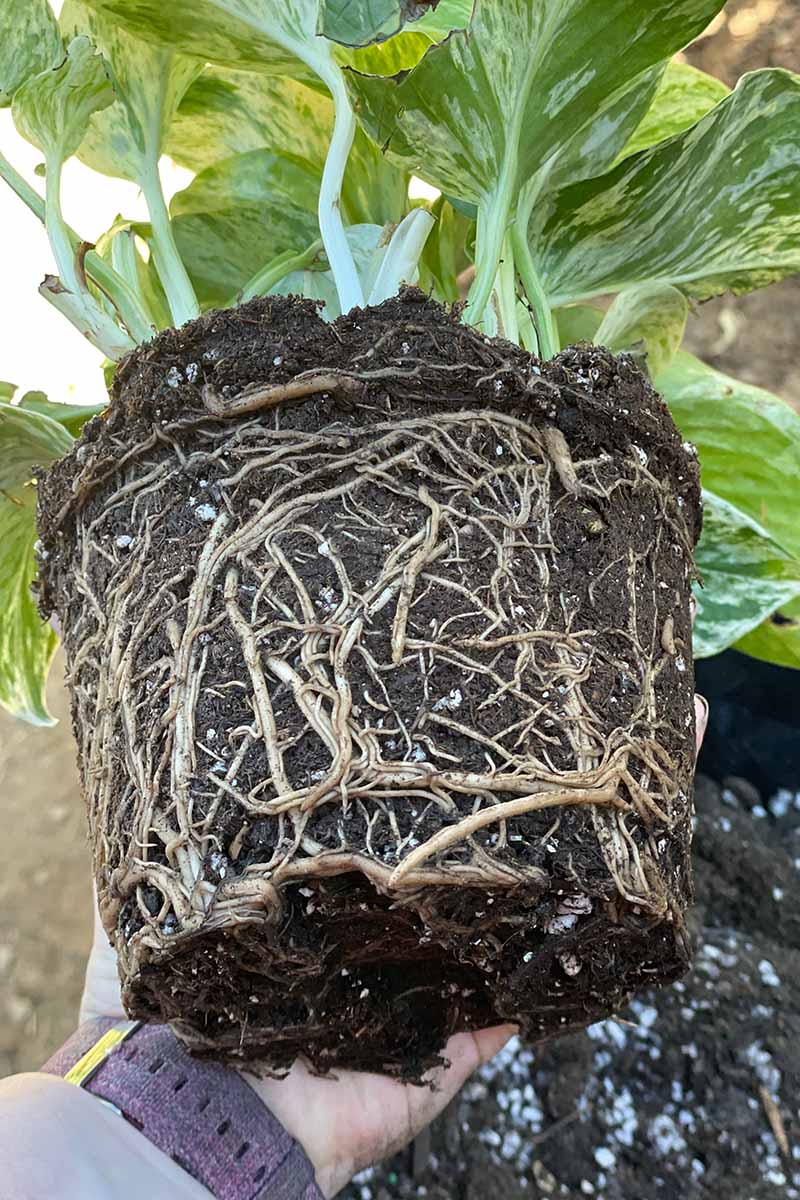 A close up vertical image of a rootbound houseplant in the process of being repotted.