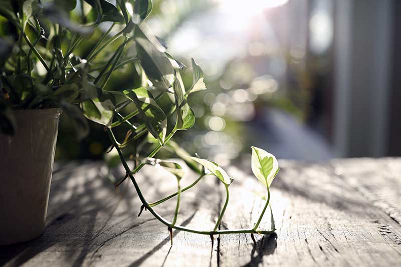 A close up horizontal image of a pothos plant set on a wooden surface with trailing stems, pictured in light evening sunshine.