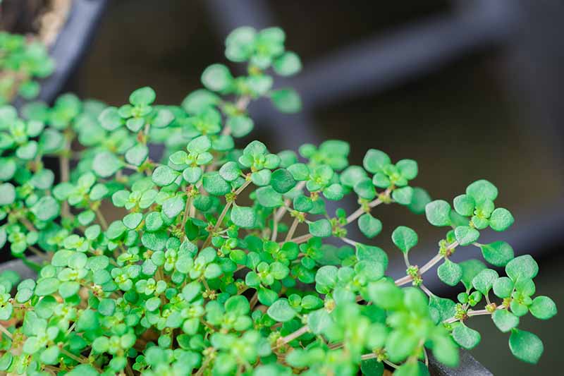 A close up horizontal image of Pilea microphylla (aka artillery or gunpowder plant) growing in a pot pictured on a soft focus background.
