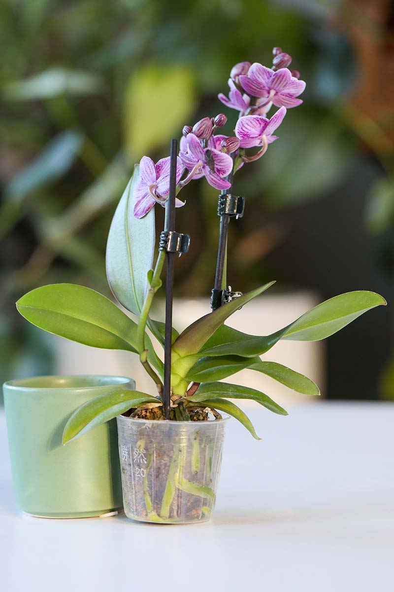 A close up vertical image of a potted orchid in full bloom set on a white table.
