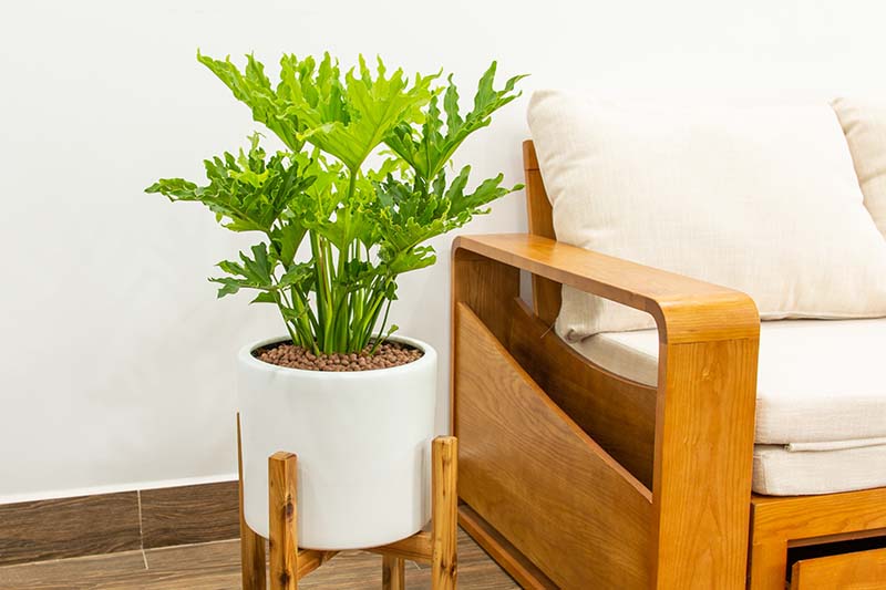 A close up horizontal image of a small tree philodendron growing in a white round container set on a stand next to a wooden sofa.