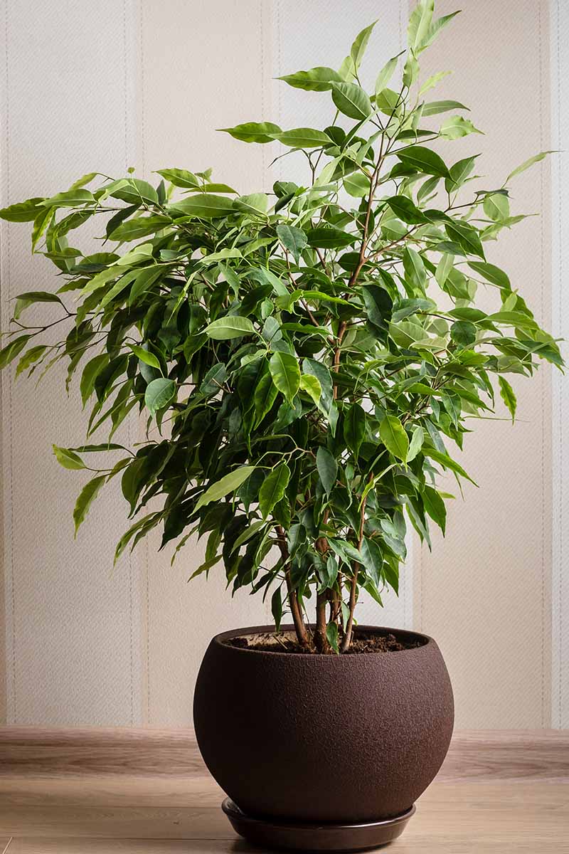 A close up vertical image of a potted weeping fig (Ficus benjamina) growing indoors as a houseplant.