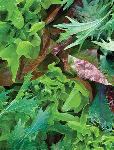 A close up vertical image of Provencal Mix, a collection of different leafy greens to grow as mesclun.