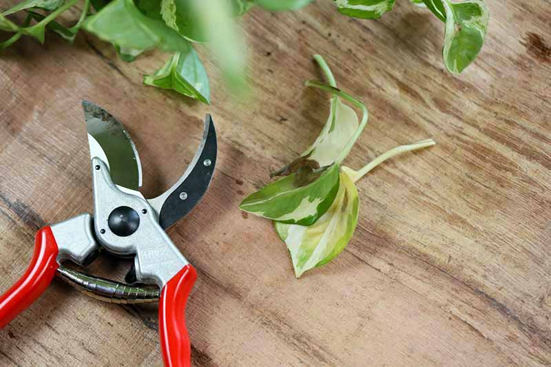 A close up horizontal image of a pair of secateurs set on a wooden surface with leaves scattered around.