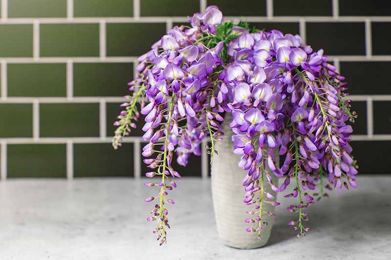 A close up horizontal image of purple wisteria in a vase set on a white surface with a green tiled wall in the background.