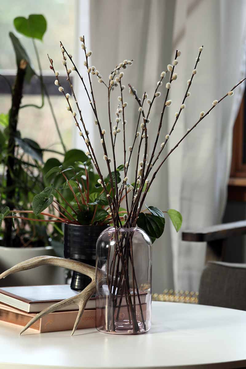 A close up vertical image of pussy willow branches in a small vase set on a white table with houseplants in the background.