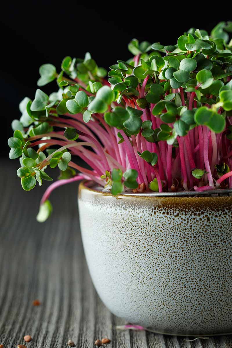 A close up vertical image of radish microgreens growing in a ceramic pot on a wooden surface pictured on a dark background.