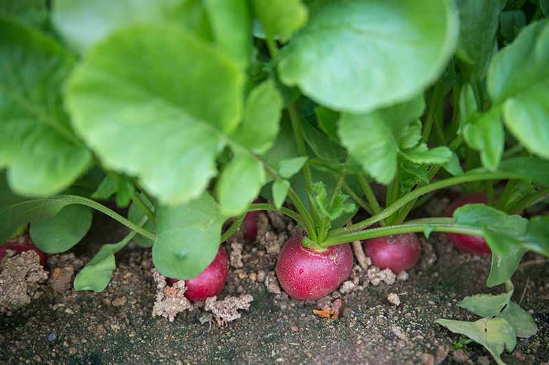 A close up horizontal image of radishes growing in the garden ready to harvest.