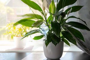 9 Reasons Why Your Peace Lily’s Leaves Are Turning Yellow or Brown