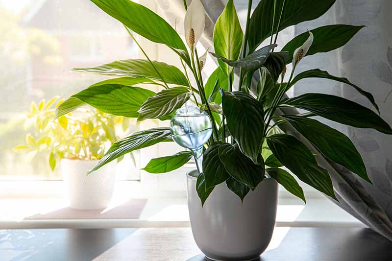 A close up horizontal image of a peace lily (Spathiphyllum) growing in a pot set on a windowsill.