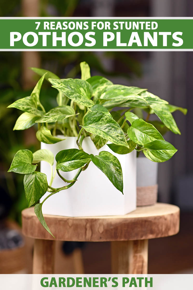 A close up vertical image of a pothos houseplant growing in a white pot set on a wooden surface. To the top and bottom of the frame is green and white printed text.
