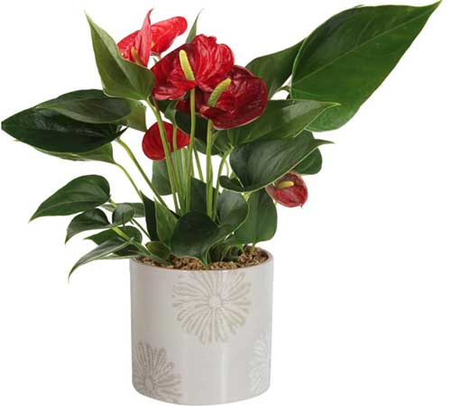 A close up square image of a bright red anthurium growing in a ceramic pot isolated on a white background.