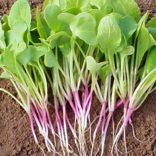 A close up square image of 'Red Arrow' radish shoots.