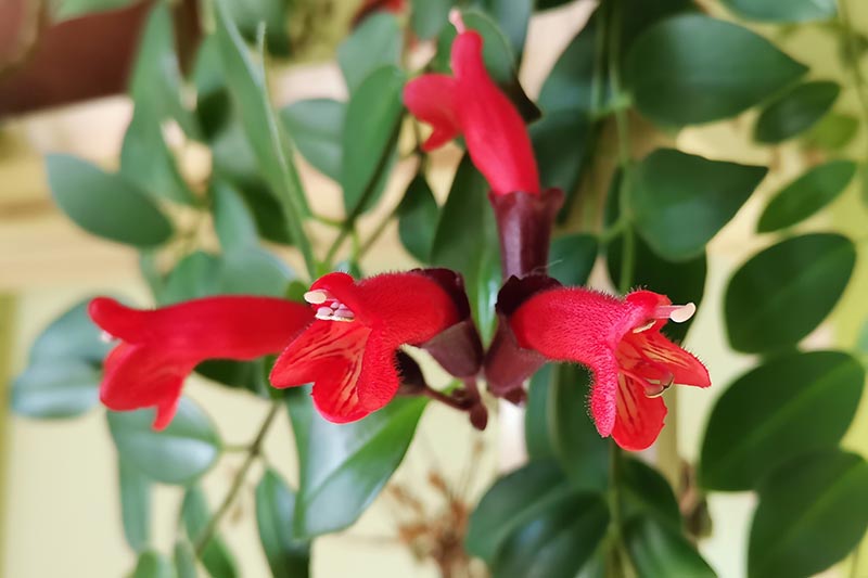A close up horizontal image of the bright red flowers on Aeschynanthus radicans aka lipstick plant.