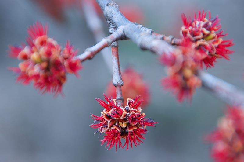 A close up horizontal image of the blooms of a maple tree pictured on a soft focus background.