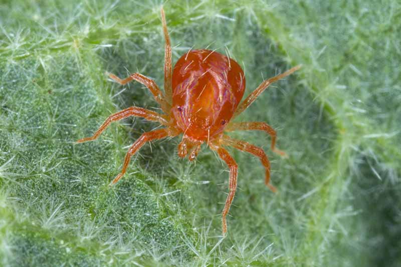 A close up horizontal image of a red spider mite feeding on a plant's leaf.