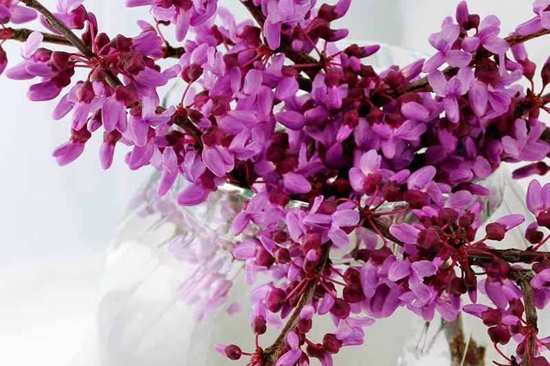 A close up horizontal image of redbud flowers in a vase pictured on a soft focus background.
