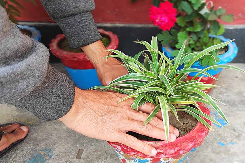 A close up horizontal image of two hands from the left of the frame repotting a spider plant into a red container.