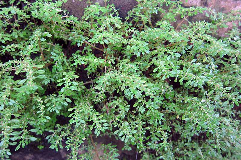 A close up horizontal image of Pilea microphylla, aka artillery plant growing outdoors.
