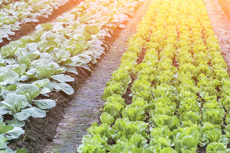 A close up horizontal image of rows of lettuce growing in the garden pictured in light sunshine.