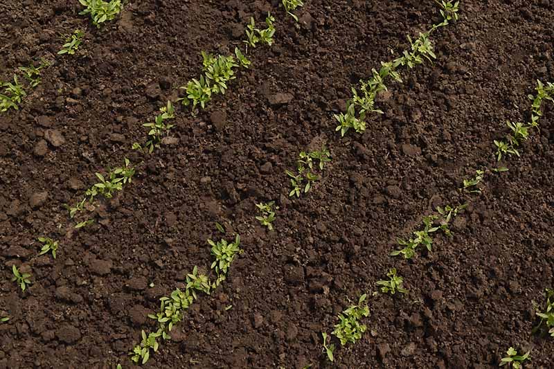 A horizontal image of rows of seedlings recently germinated growing in dark, rich soil.