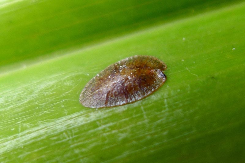 A close up horizontal image of a scale insect on a palm frond.