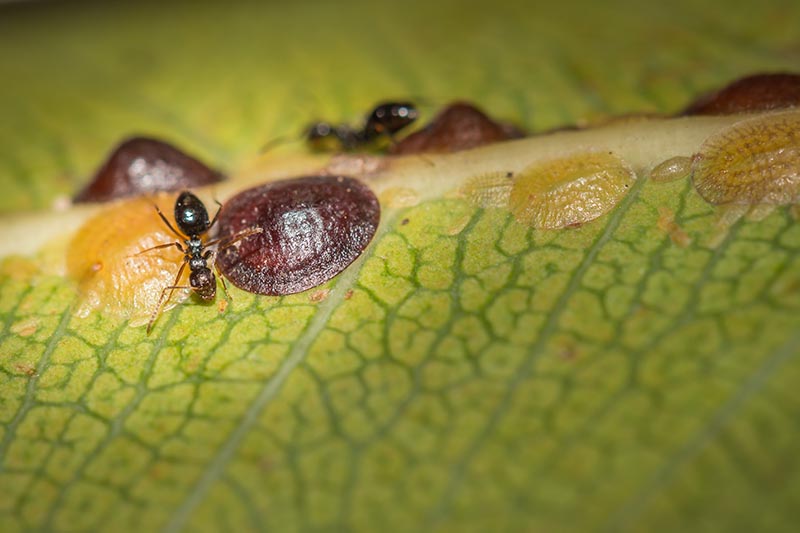 A close up horizontal image of scale insects infesting a leaf.
