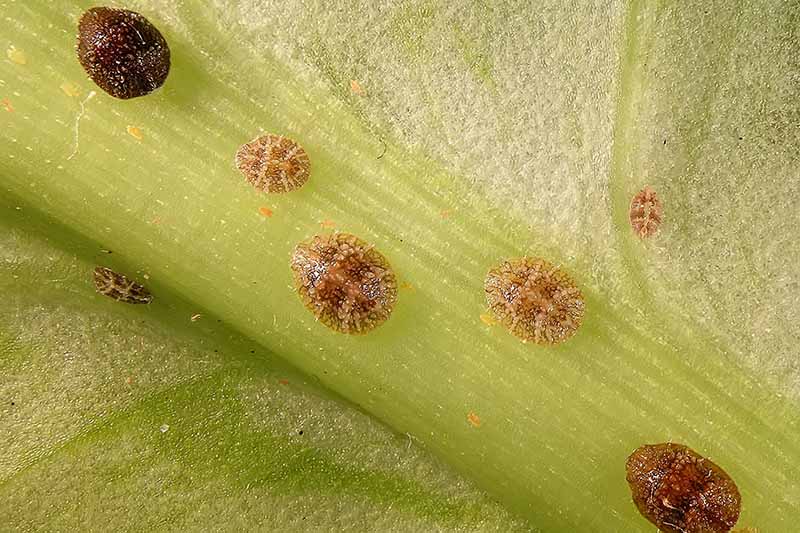 A close up horizontal image of scale insects infesting the leaf of a houseplant.
