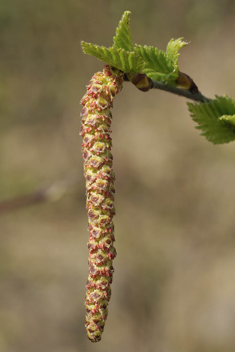 A close up vertical image of a birch catkin pictured on a soft focus background.