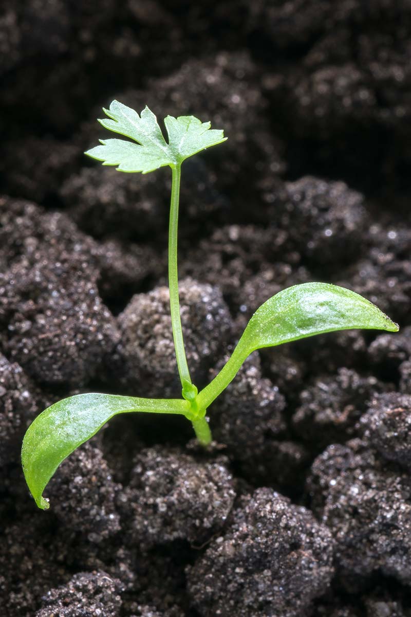 A close up vertical image of a parsley sprout that has just pushed through dark rich soil.