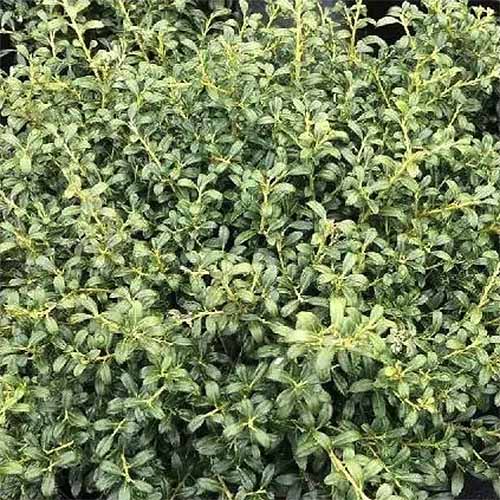 A close up square image of the foliage of Ilex crenata 'Soft Touch' growing in the garden.