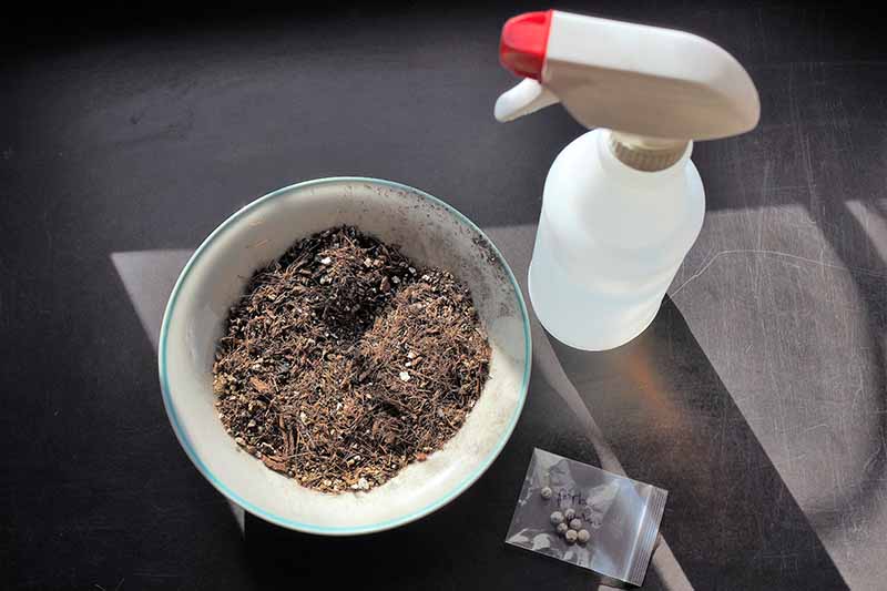 A close up horizontal image of a small bowl of soil, a spray bottle, and a packet of seeds set on a gray surface.