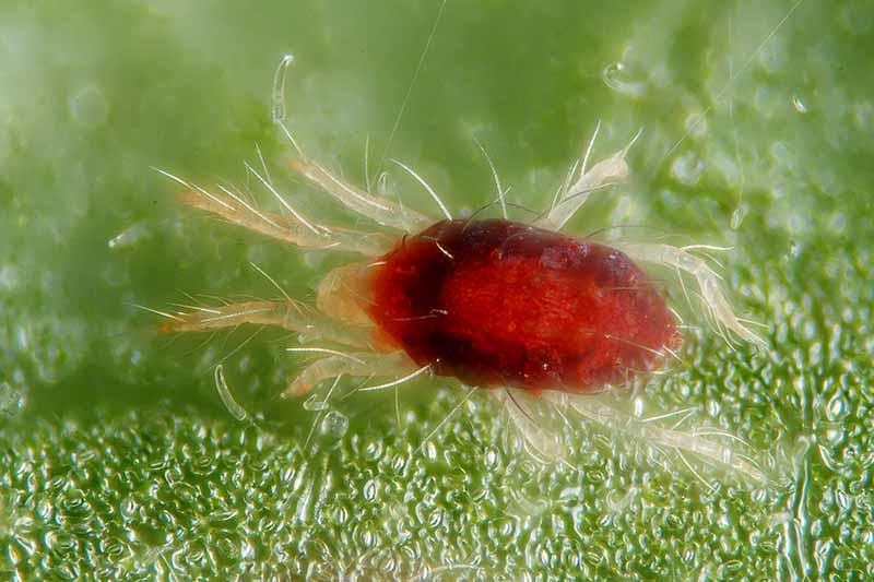 A close up horizontal image of a spider mite infesting a houseplant.