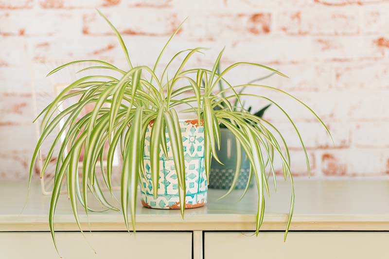 A close up horizontal image of a potted spider plant set on a melamine surface with a painted brick wall in the background.
