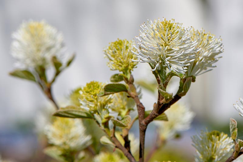 A close up horizontal image of fothergilla blooms pictured on a soft focus background.