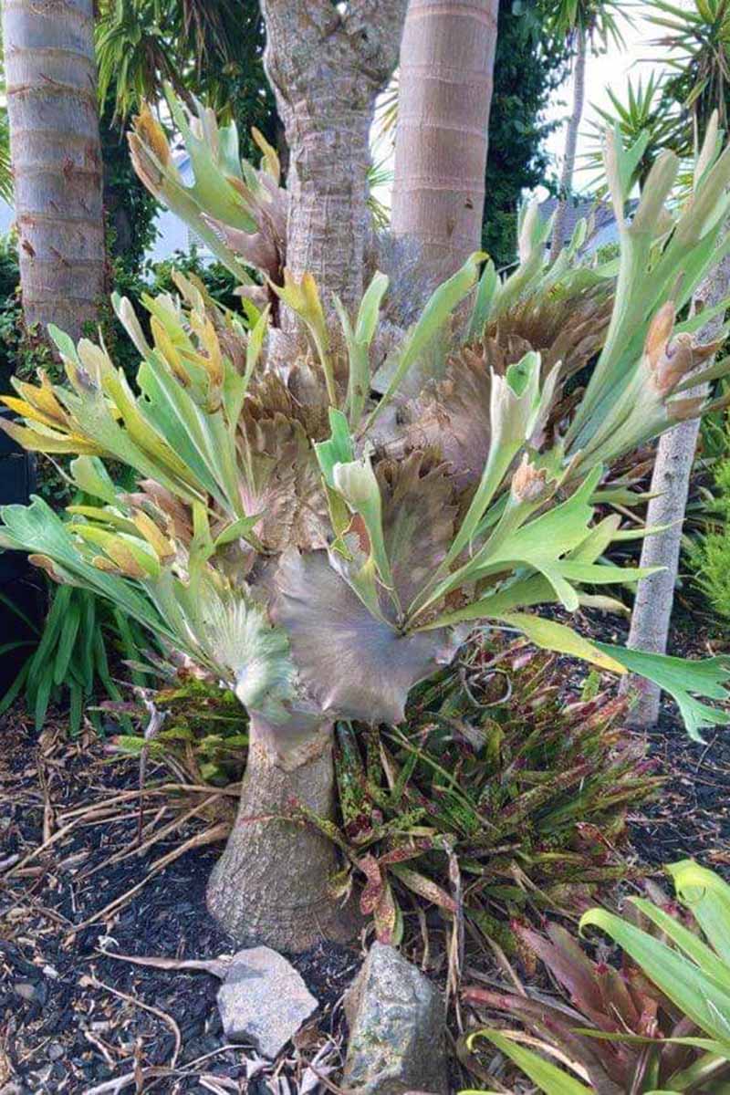 A close up vertical image of a staghorn fern growing ephiphytically on a cabbage tree in a subtropical garden in New Zealand.
