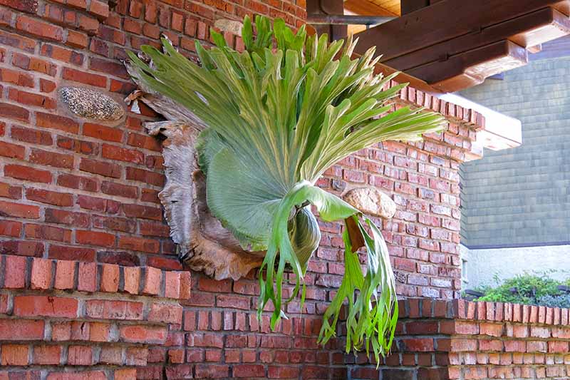 A close up horizontal image of a staghorn fern mounted on a block and hung on a brick wall outside a residence.
